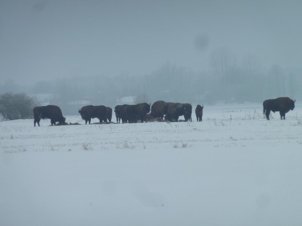 Pokoje Goscinne ”Zubr” Białowieża 外观 照片